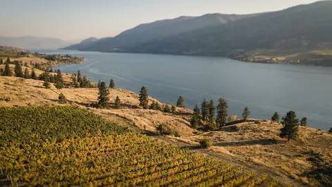 A long blue lake between dry golden hills with pines, and autumn vineyard rows on the slope in front.